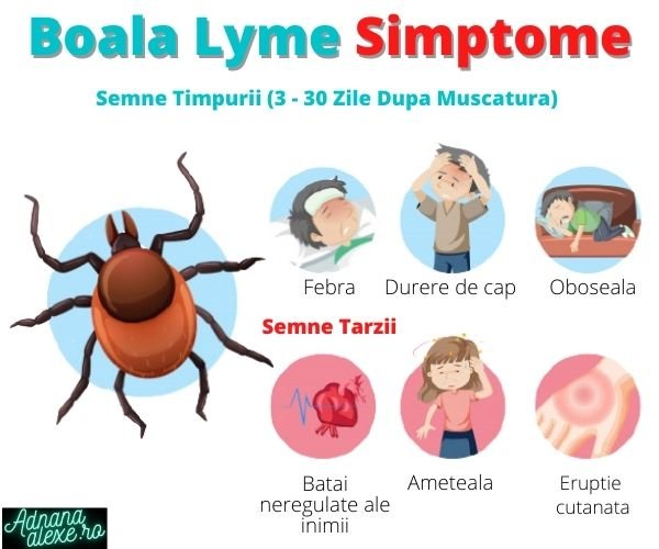 Boala Lyme Simptome: Boala Transmisa de Capuse Infectate cu Bacteria Borellia